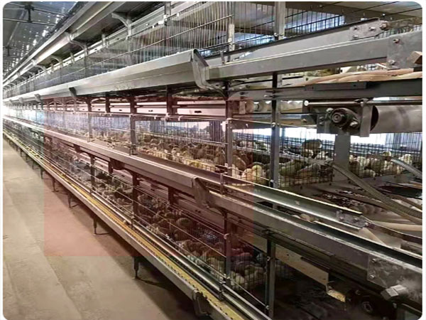 雛雞設(shè)備